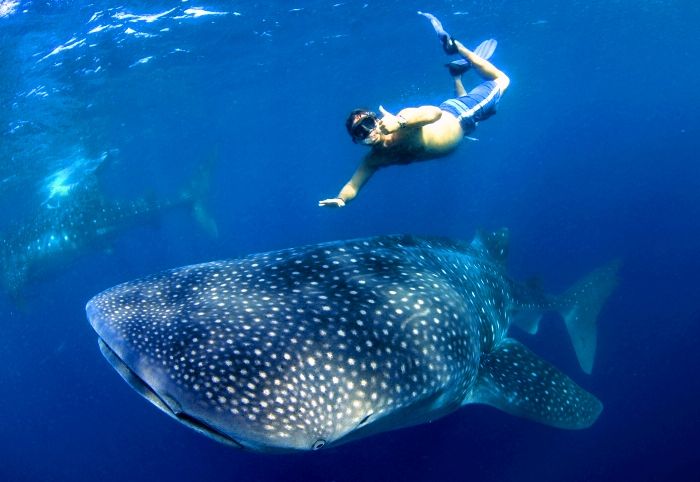 Holbox: Whale Shark Bioluminescence Turtles Sanctuaries